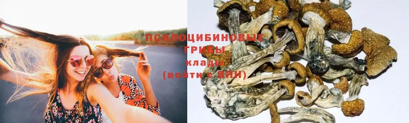 даркнет сайт  Каспийск  Галлюциногенные грибы Psilocybe 